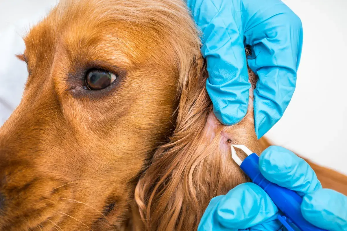 Mani guantate rimuovono una zecca da un cane marrone.