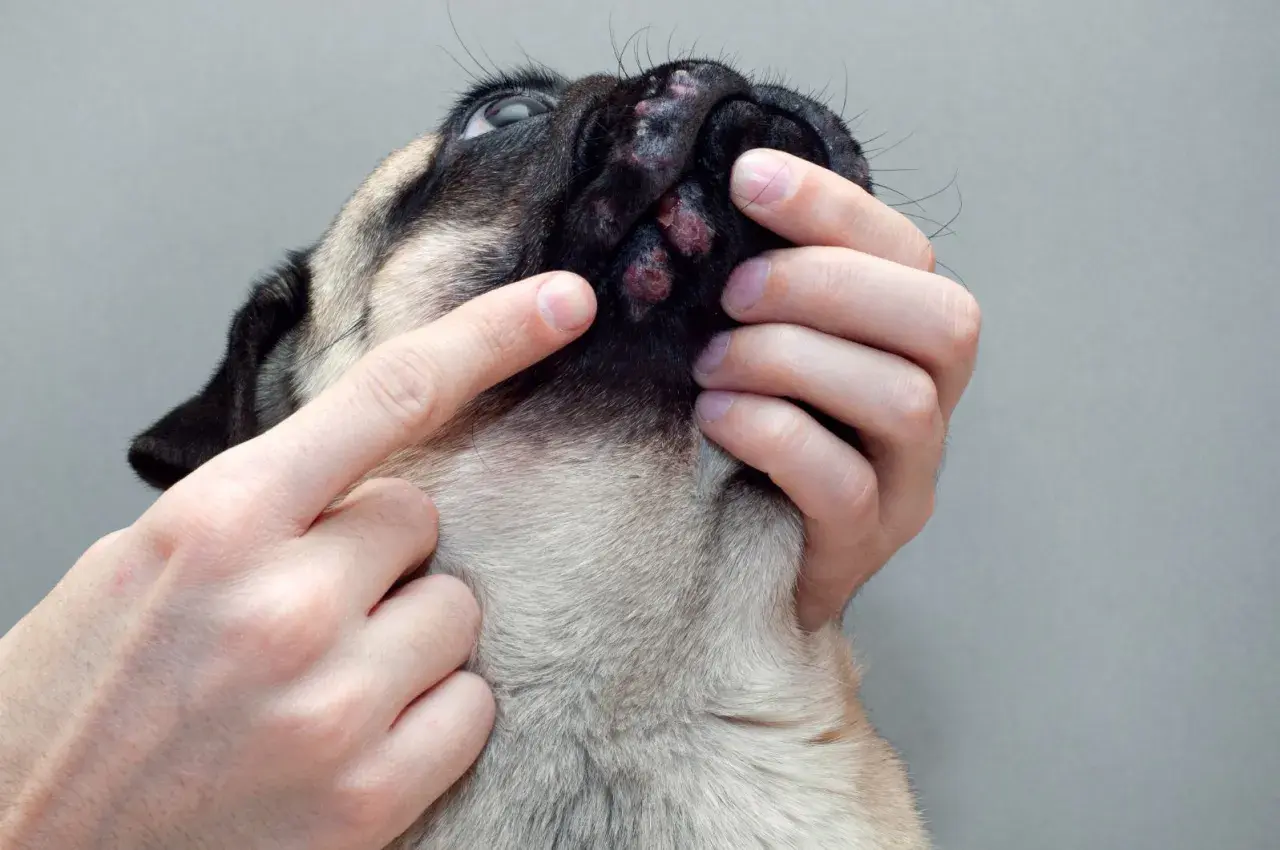Mani esaminano le croste nere sulla pelle del muso di un cane, forse un segno di infezione o allergia.