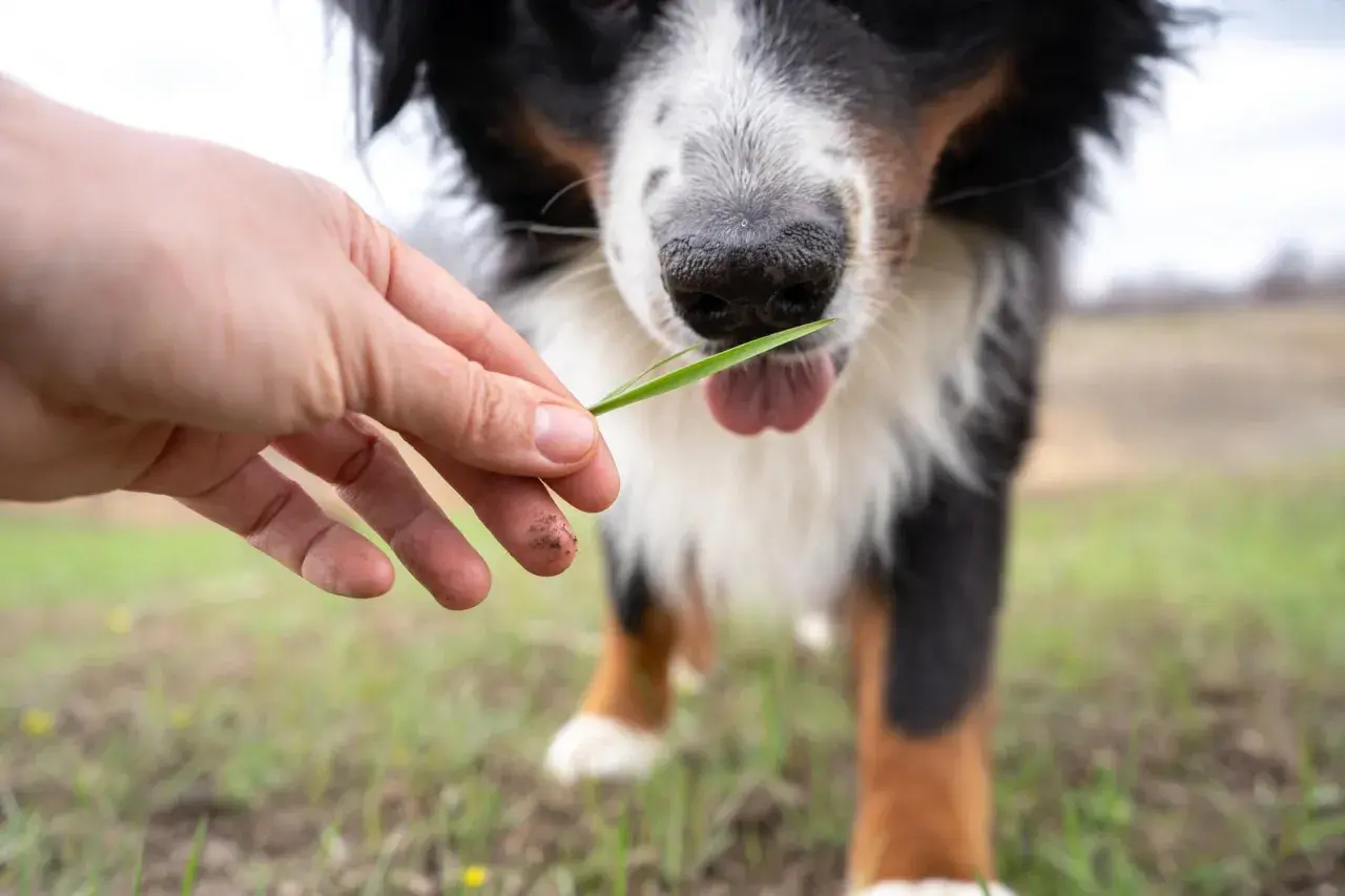 Un cane di razza Bernese sta per mangiare un filo d'erba offerto da una mano.