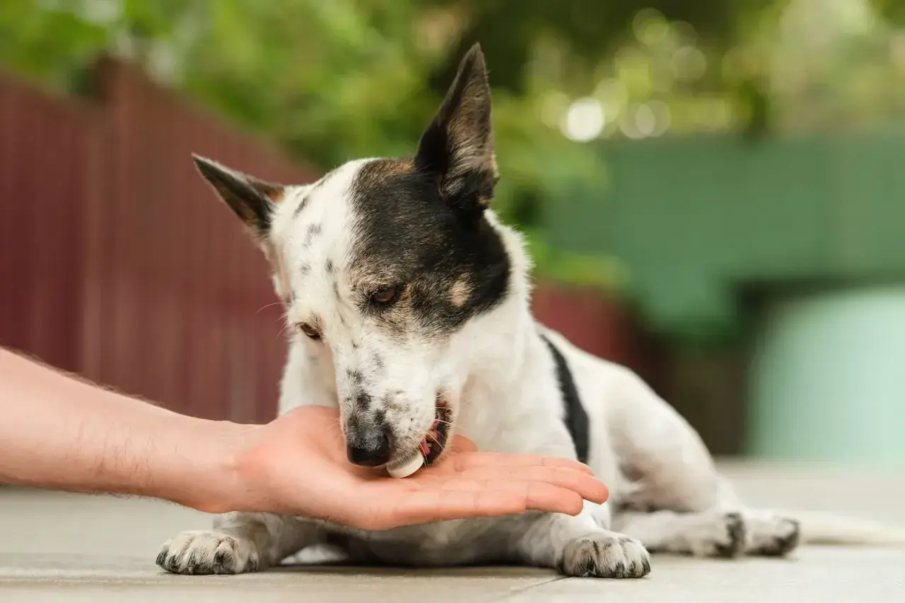 Un cane bianco e nero riceve una pillola da una mano. Potrebbe essere un trattamento per una malattia autoimmune del cane.