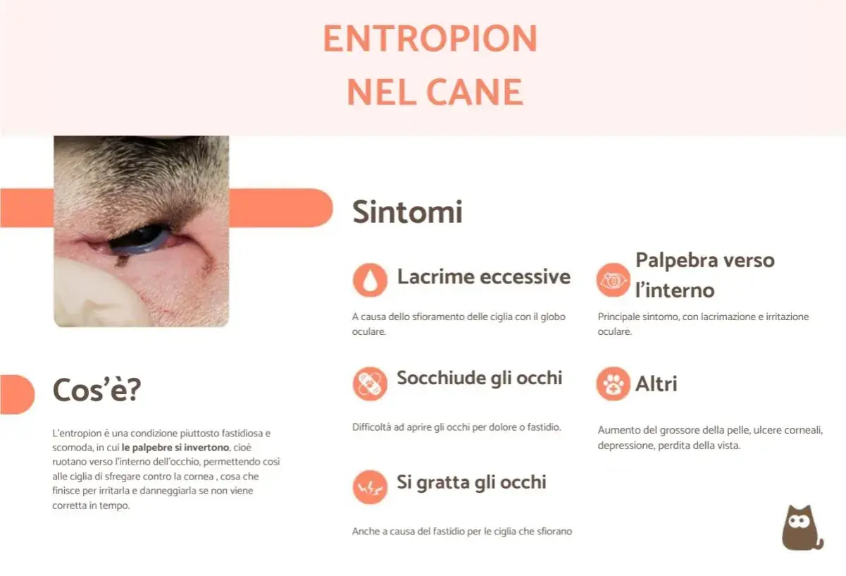 Occhio di cane con entropion, dove le palpebre si rivolgono verso l'interno causando irritazione.