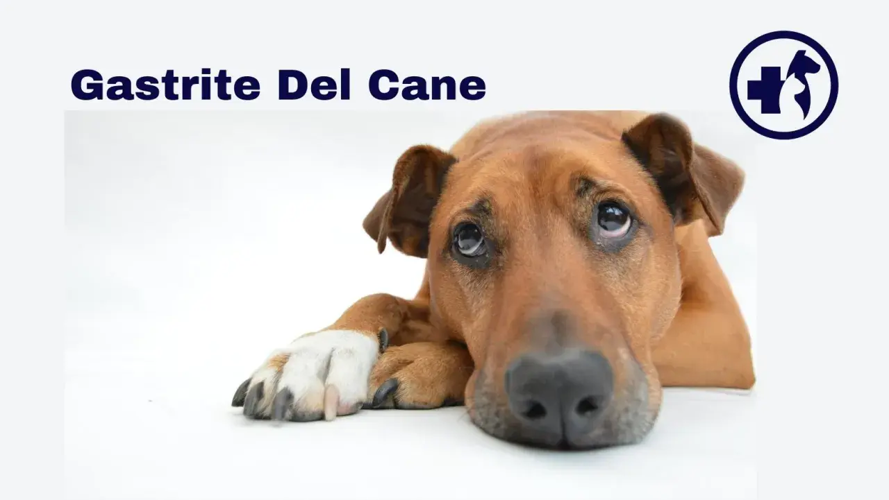 Cane con sguardo triste, forse affetto da gastrite. I sintomi possono includere vomito e inappetenza.