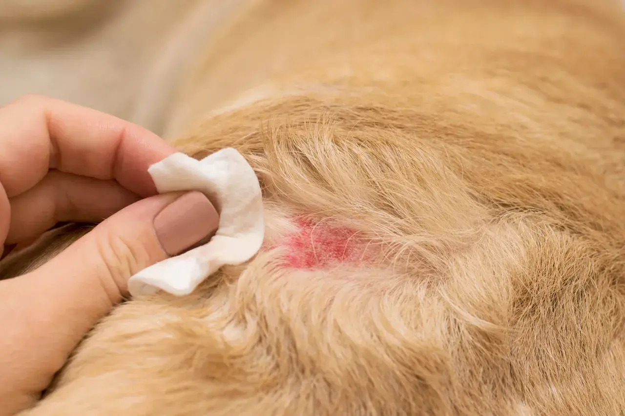 Mano pulisce una zona arrossata sul pelo di un cane, forse causata da mosche o irritazione.