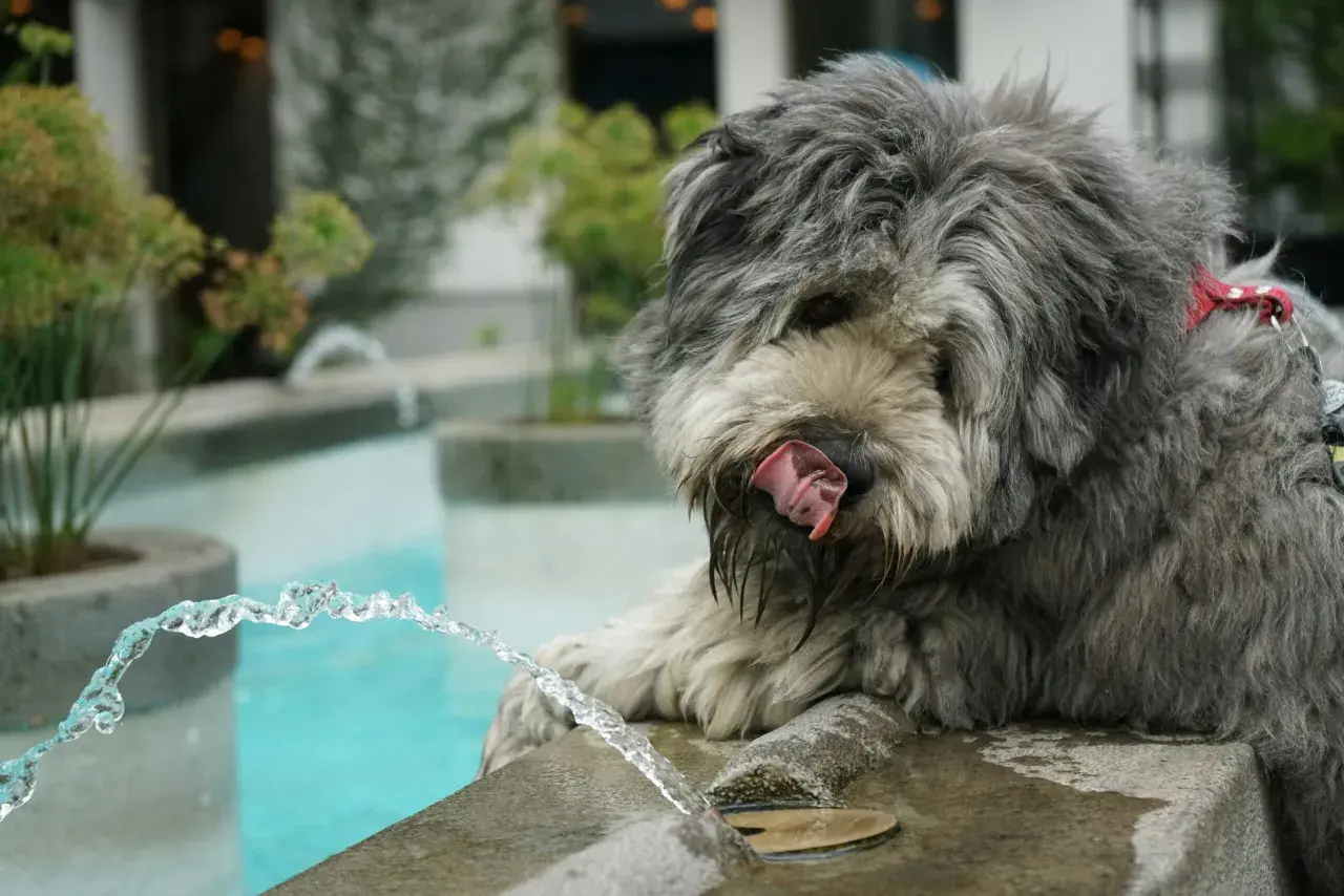 Cane con pelo grigio vicino a una fontana, leccandosi le labbra. Potrebbe essere un segno di cane disidratato, sintomi da non sottovalutare.