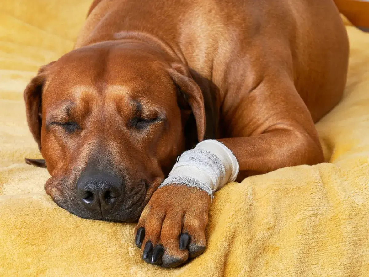 Cane marrone riposa con zampa fasciata, in attesa del tempo di cicatrizzazione della ferita.