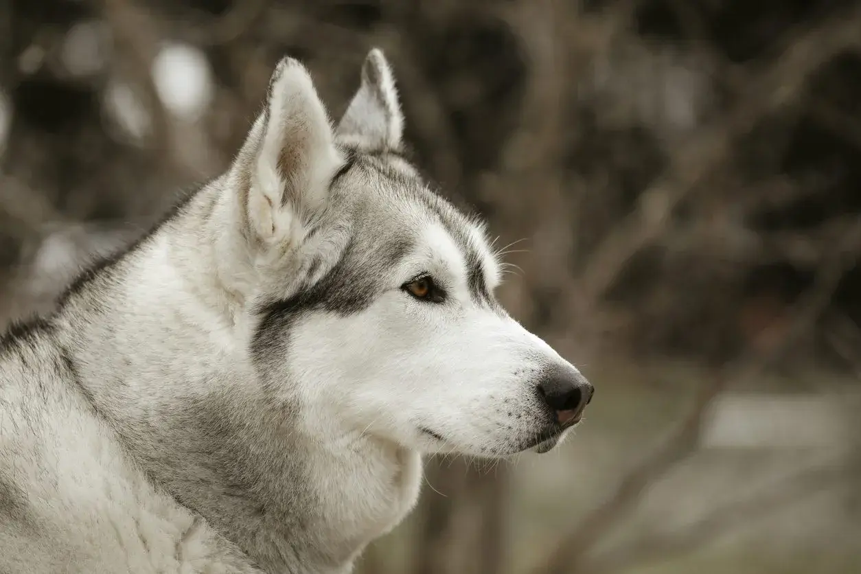 Primo piano di un cane Husky con pelo bianco e grigio. Attenzione: lo xilitolo è tossico per i cani.