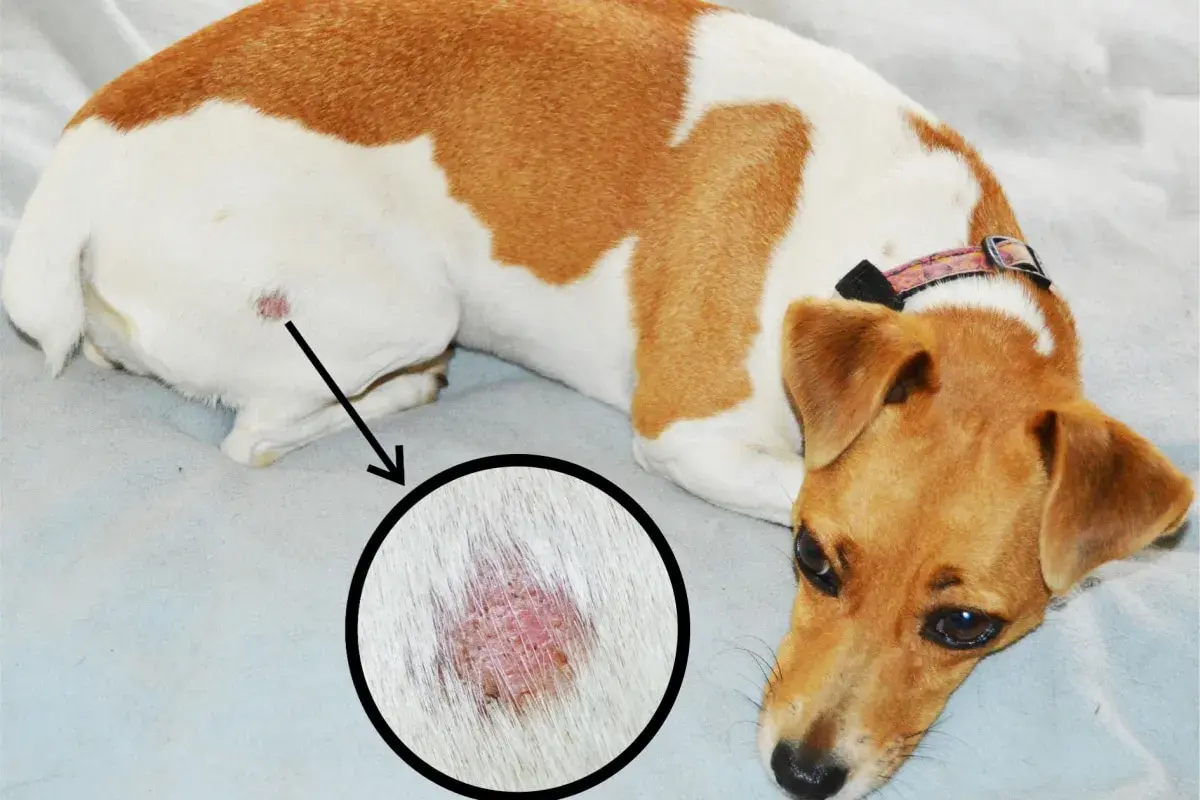 Cane con macchia rossa sulla pelle, ingrandita in un cerchio. Potrebbe essere l'inizio di una tigna cane.