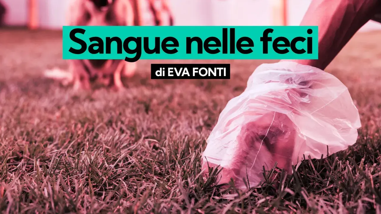 Mano con sacchetto raccoglie feci di cane, forse segno di dissenteria.