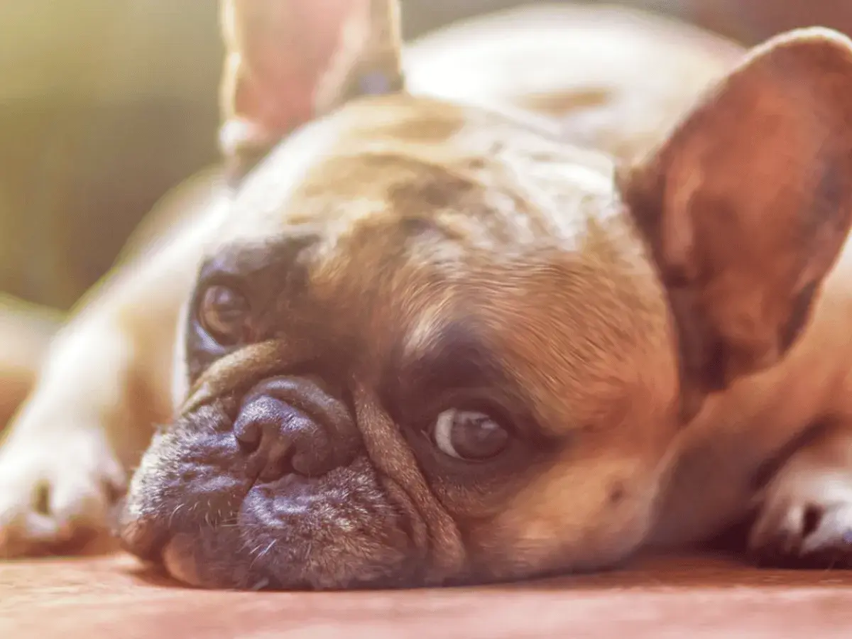 Un cane di razza bulldog francese, con un'espressione un po' malinconica, forse preoccupato per un'escherichia coli.