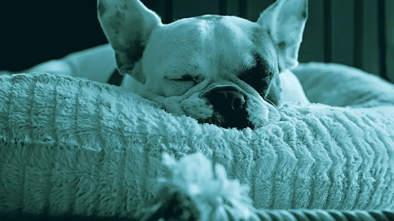 Un cane che russa dorme beatamente su un morbido cuscino. Le sue orecchie sono rilassate e il muso affonda nel pelo soffice.