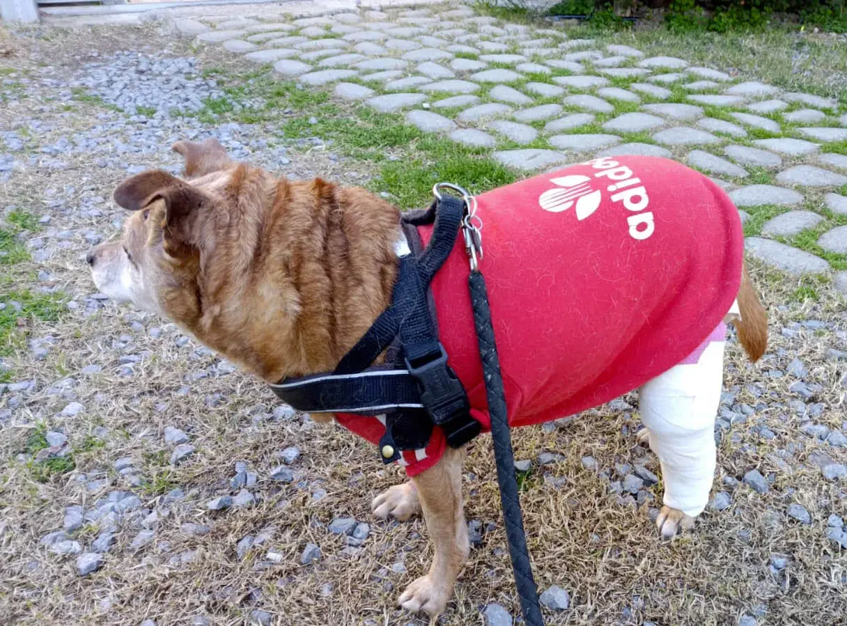 Cane con gamba fasciata, indossa una maglietta rossa Adidas. Recupero post intervento crociato cane.