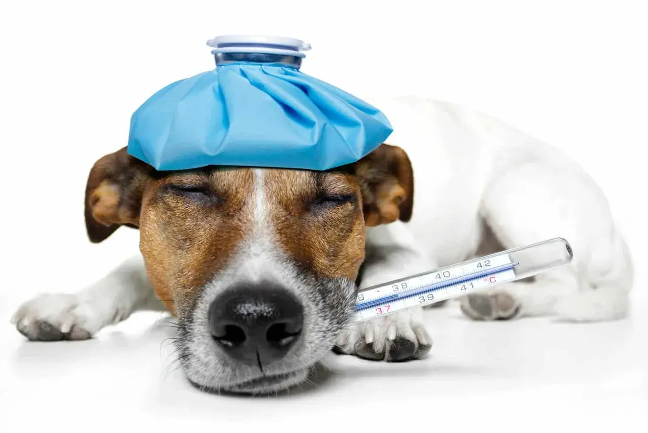 Cane con febbre, impacco freddo in testa e termometro. Cosa dargli per farlo stare meglio?