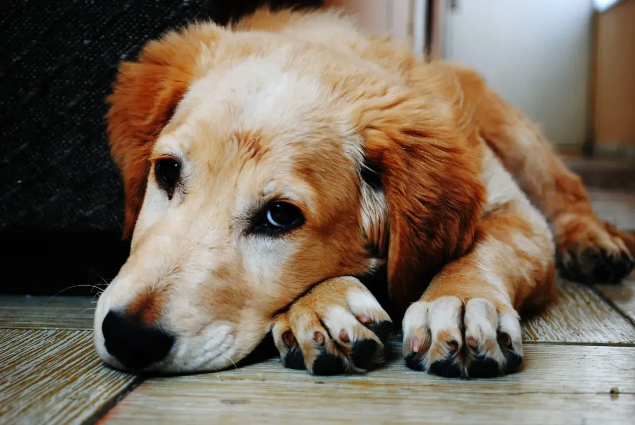 Un cucciolo di Golden Retriever con occhi tristi, sdraiato sul pavimento, sembra che stia male, forse quando il cane vomita.