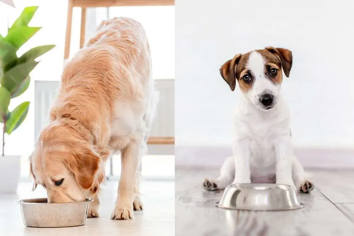 Golden retriever mangia, cucciolo di Jack Russell aspetta vicino alla ciotola. Cibo per cane con struvite.