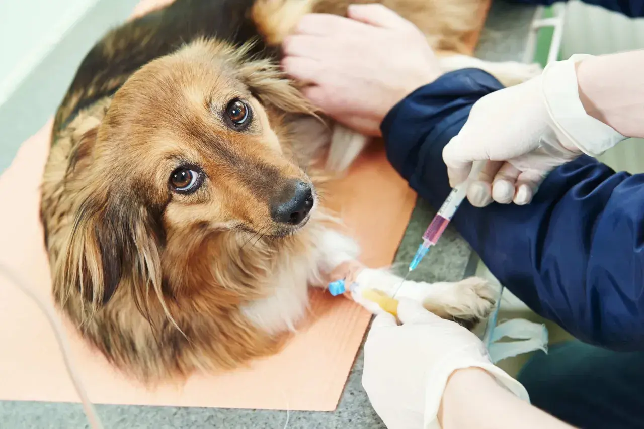 Cane con flebo alla zampa, forse per curare i parassiti.