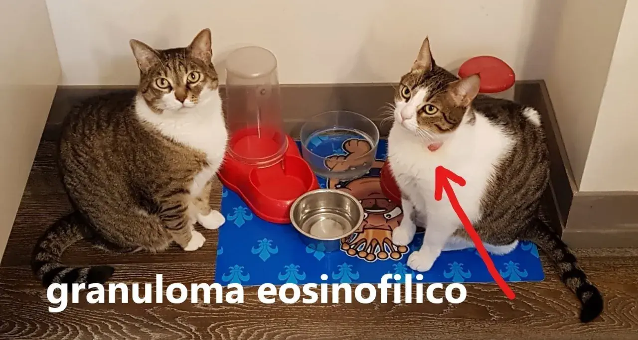 Gatto con segno rosso sul collo, forse indicativo di un granuloma eosinofilo.