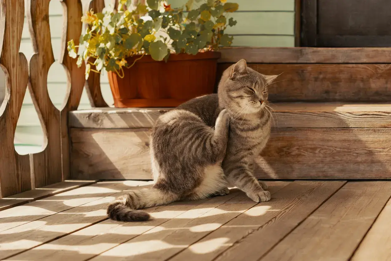 Gatto tigrato si gratta, forse per le uova di pulci come riconoscerle. Si trova su una veranda di legno con un vaso di fiori.