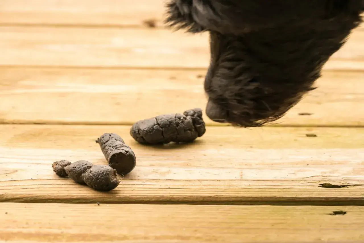 Feci nere di cane, un segno preoccupante che potrebbe indicare insufficienza renale.
