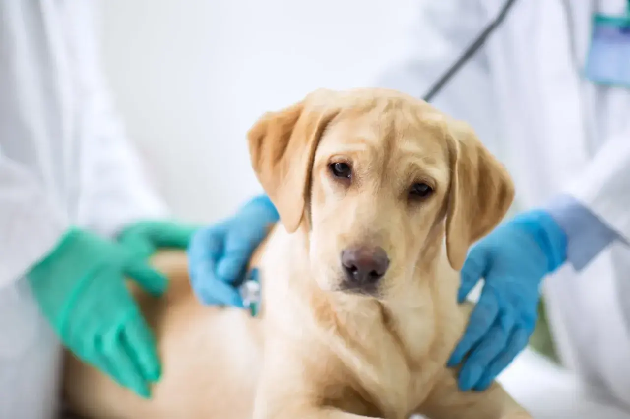 Un cane giovane, forse in fase di cambio denti, viene visitato dal veterinario. Si indaga sulla causa della diarrea.