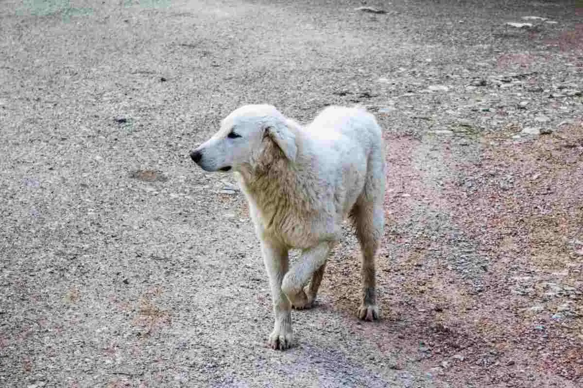 Un cane bianco zoppica con la zampa anteriore sollevata, camminando su un terreno ghiaioso.
