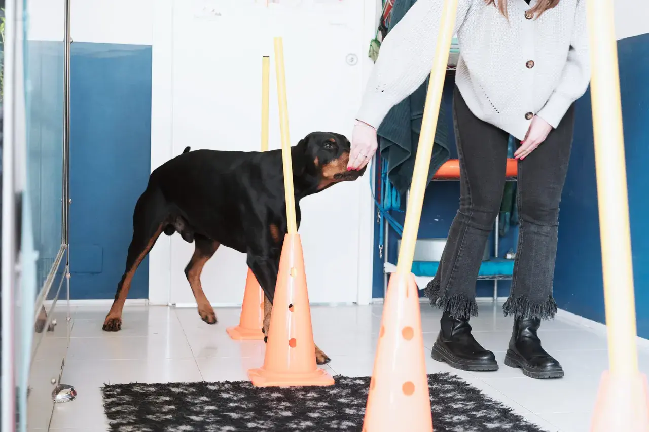 Un Dobermann nero e focato si allena in un percorso di agility, parte di un percorso di fisioterapia per cani.