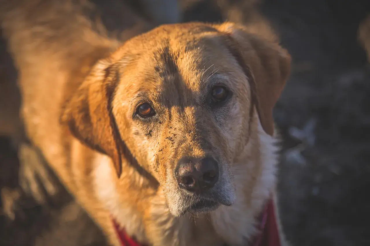 Primo piano di un cane marrone con terra sul muso, forse un po' di stafilococco cane.