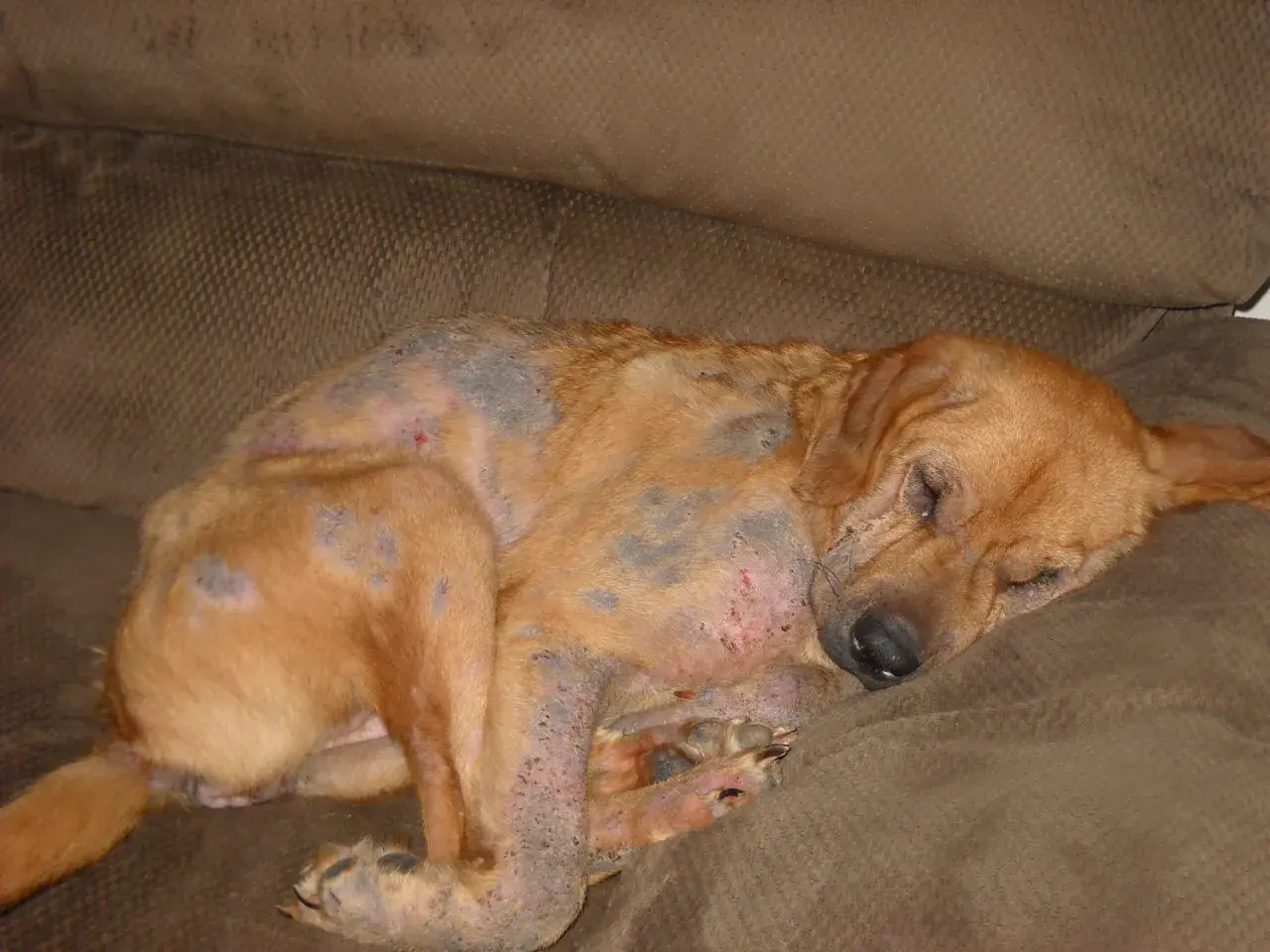 Cane con evidenti lesioni cutanee e perdita di pelo, probabile demodicosi. Riposa su un divano marrone.