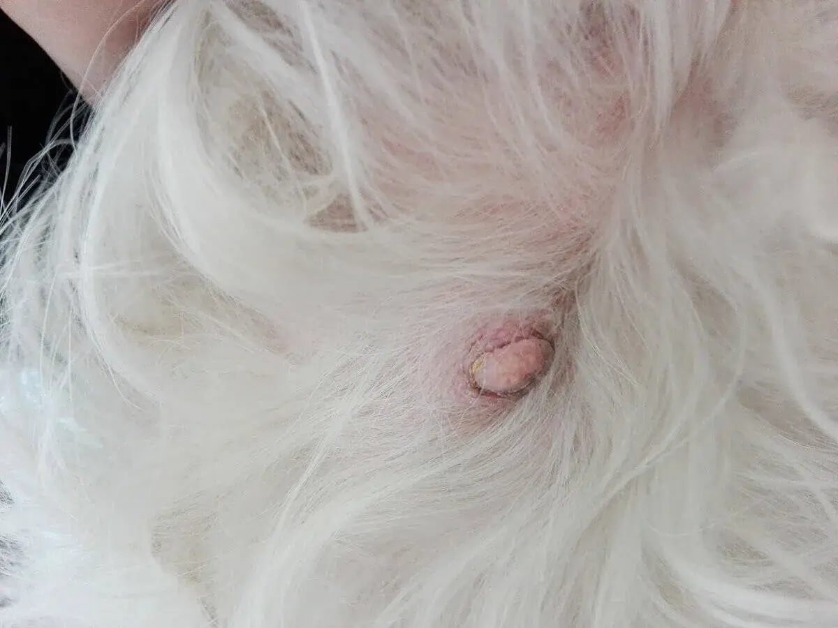 Un nodulo sul ventre di un cane bianco. La pelle è arrossata e il nodulo ha una superficie irregolare.
