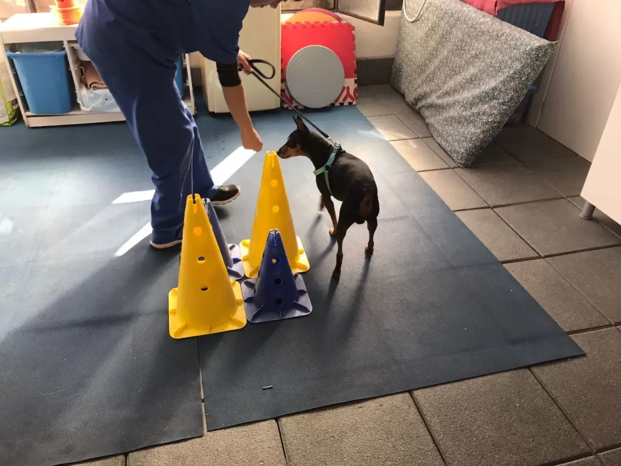 Un cane in riabilitazione per ernia cervicale esegue un percorso con coni colorati, guidato da un terapista.