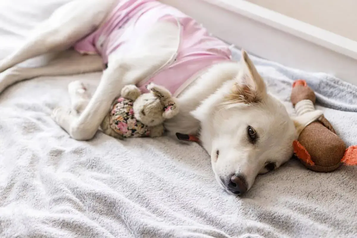 Cane bianco con indosso un camice post-operatorio rosa, riposa con i suoi peluche dopo la mastectomia.
