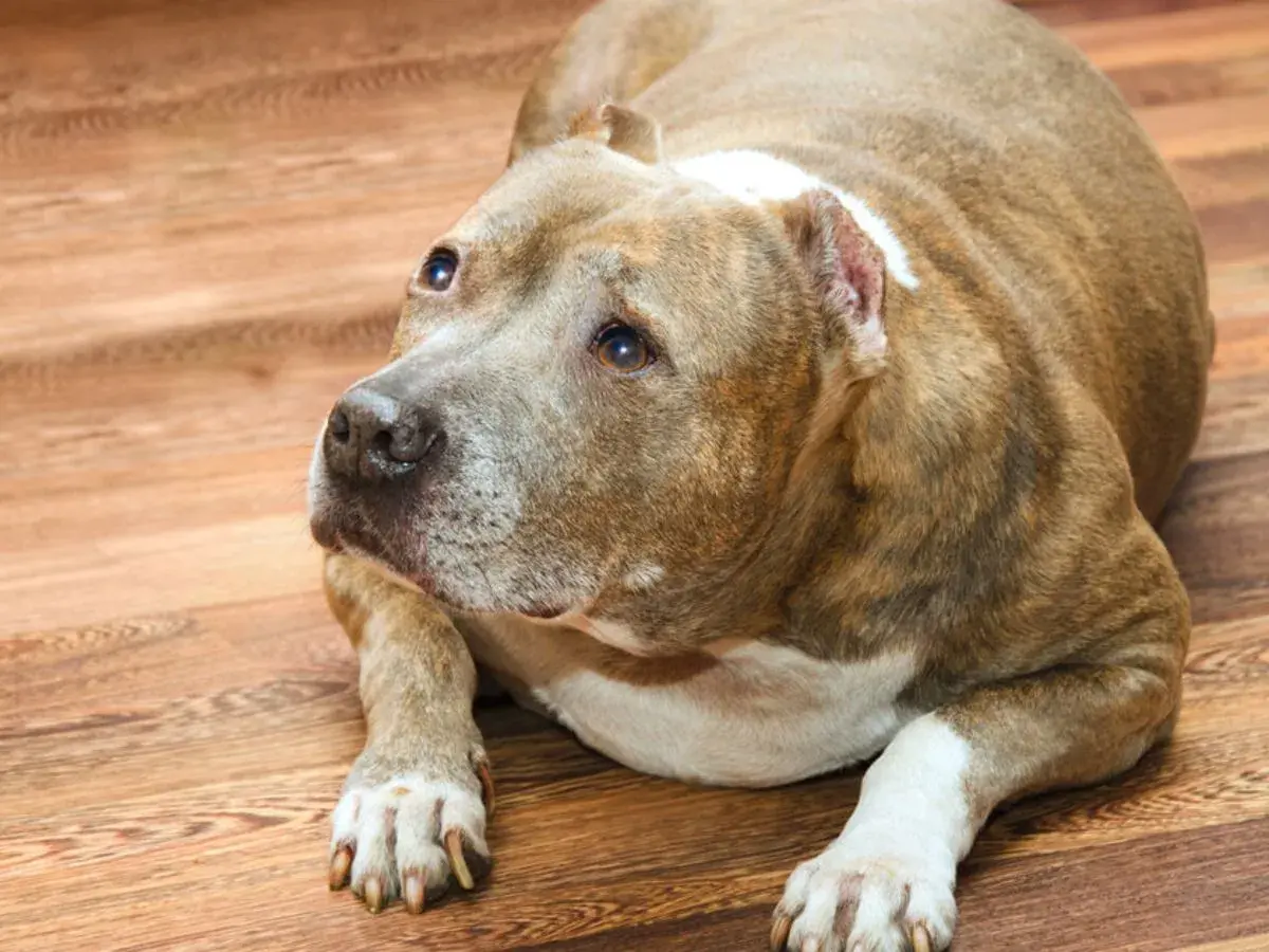 Un cane di razza Pitbull, con un leggero gonfiore alla zampa, giace sul pavimento di legno.