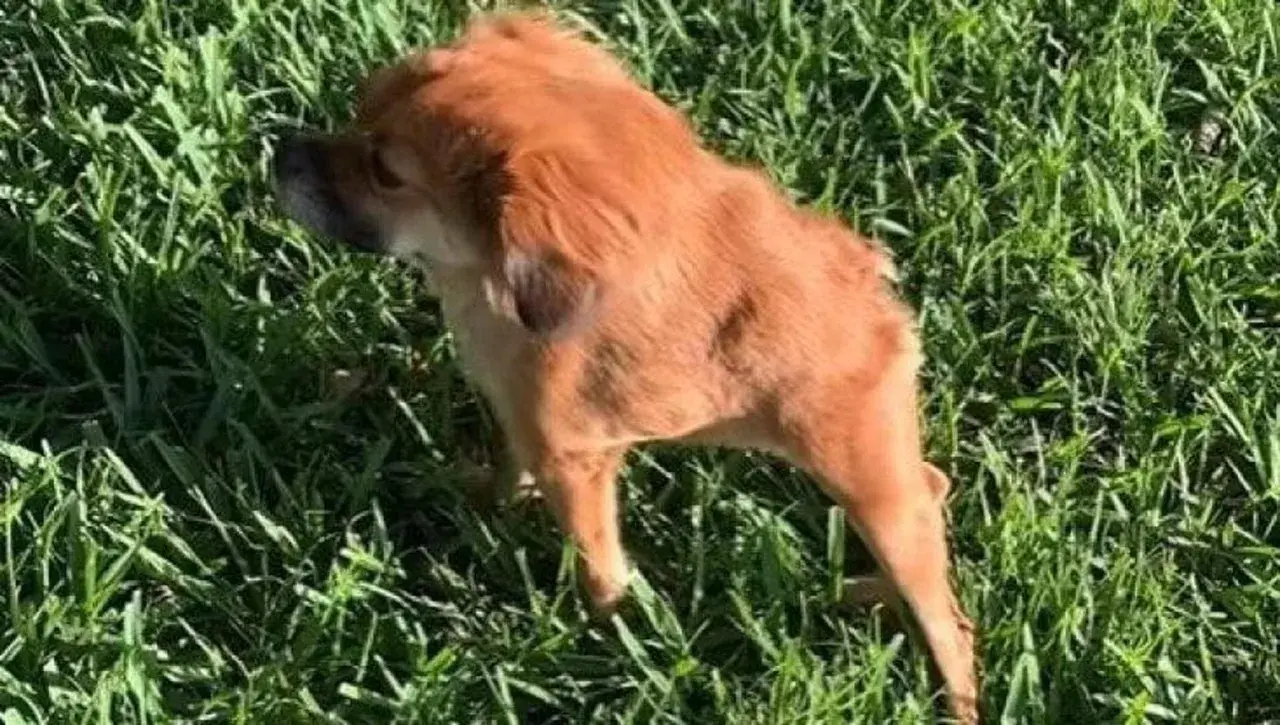 Cane con pelo fulvo in erba verde, con una postura che suggerisce una **postura antalgica cane**.