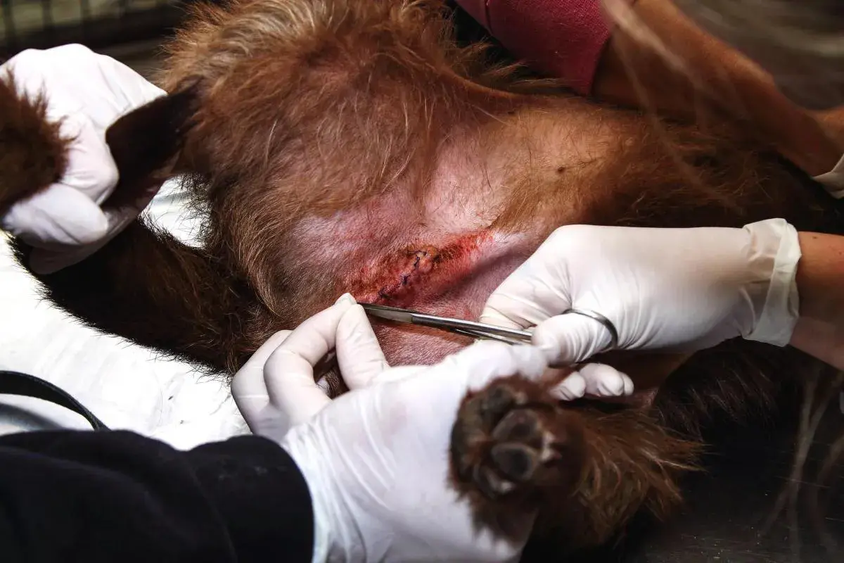 Veterinario lavora su ferita di un cane. I punti riassorbibili cane quanto ci mettono per guarire dipendono da molti fattori.