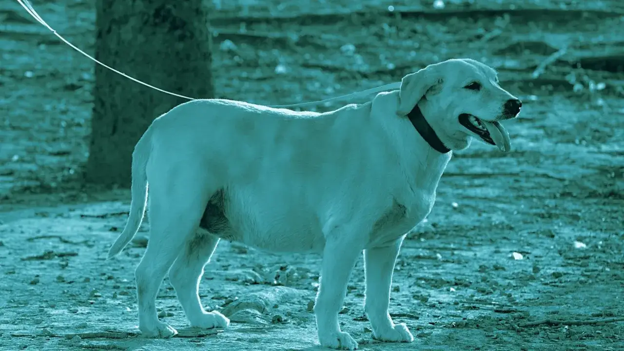 Un cane con il morbo di Cushing, forse verso la fine della sua vita, in un parco.