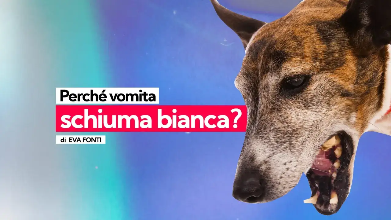 Un cane vomita schiuma bianca, un sintomo preoccupante che potrebbe indicare avvelenamento.