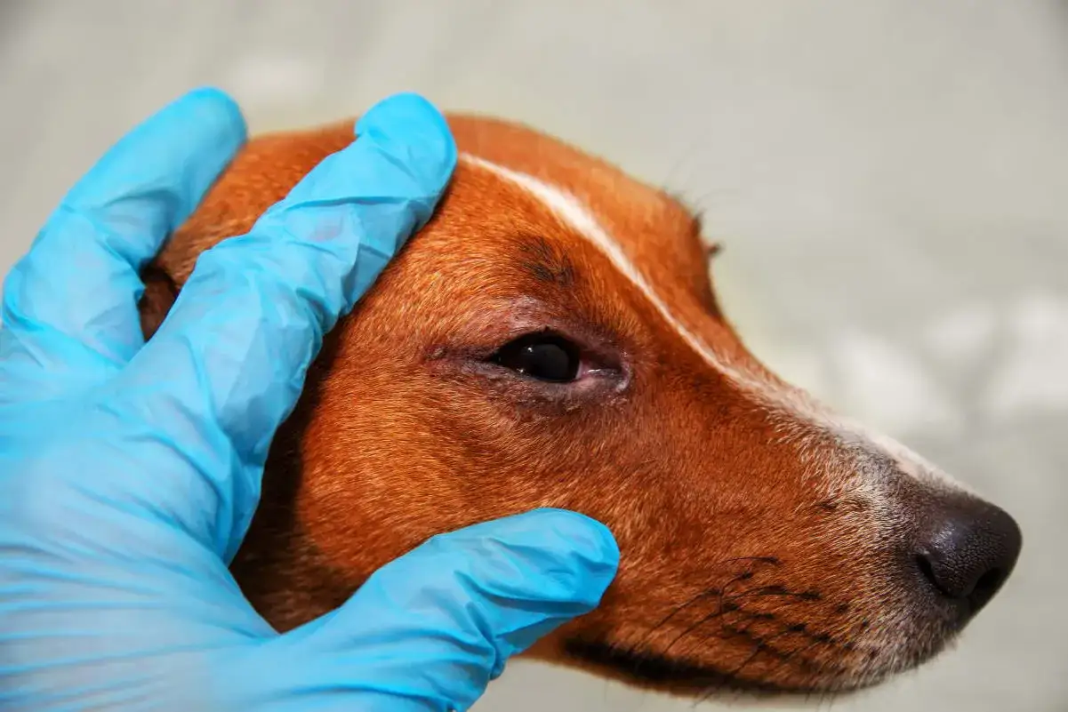 Occhi di cane con segni di leishmaniosi, esaminati da una mano con guanto blu.