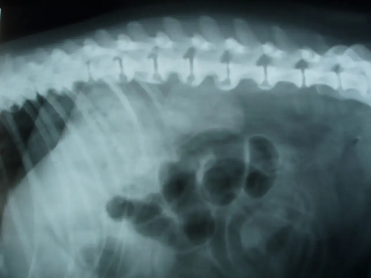 Radiografia laterale di un cane con segni di spondilosi. Si osservano le vertebre e parte dell'addome.