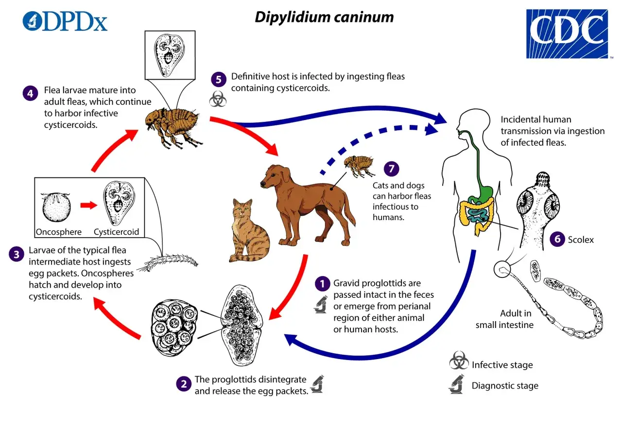Ciclo vitale del Dipylidium caninum: da uova a vermi nel cane cucciolo, con trasmissione tramite pulci.