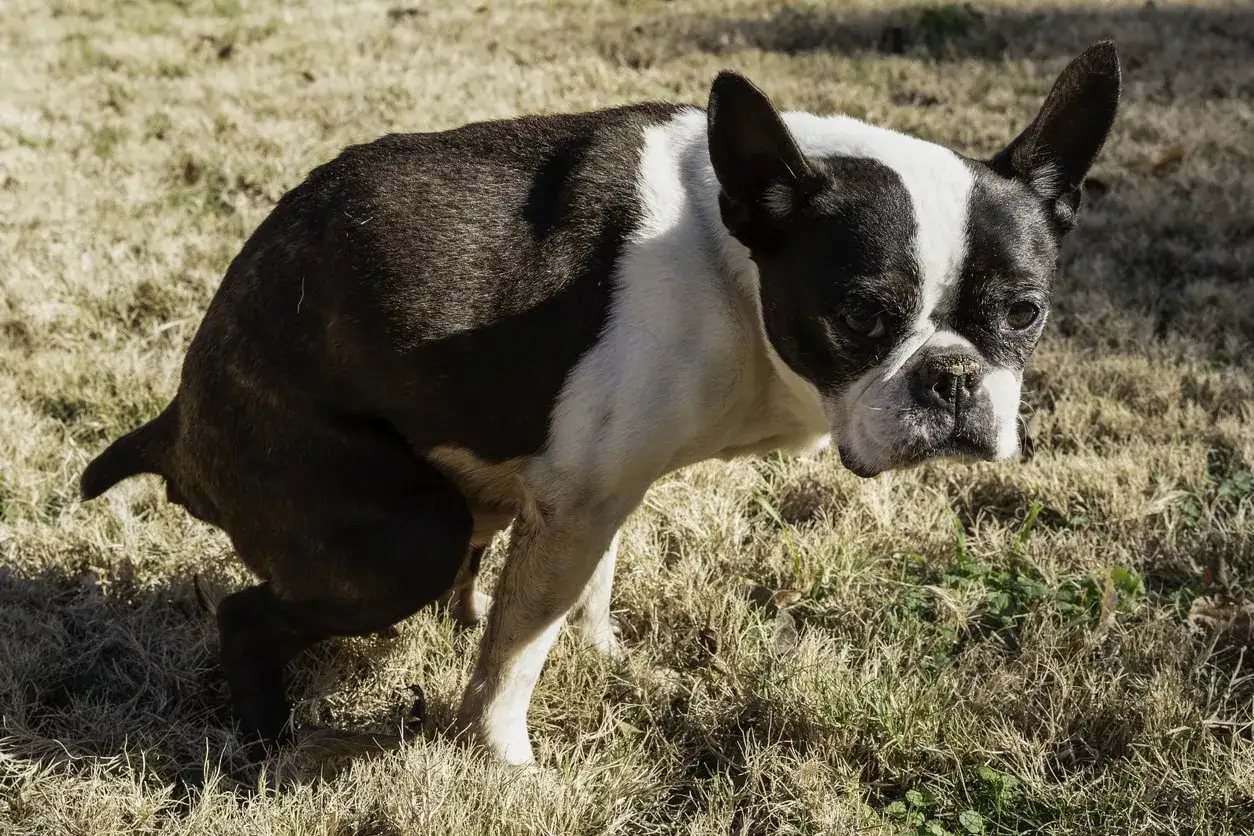 Boston Terrier in difficoltà, sembra un cane stitico cosa fare? Controlla la sua dieta e consulta il veterinario.