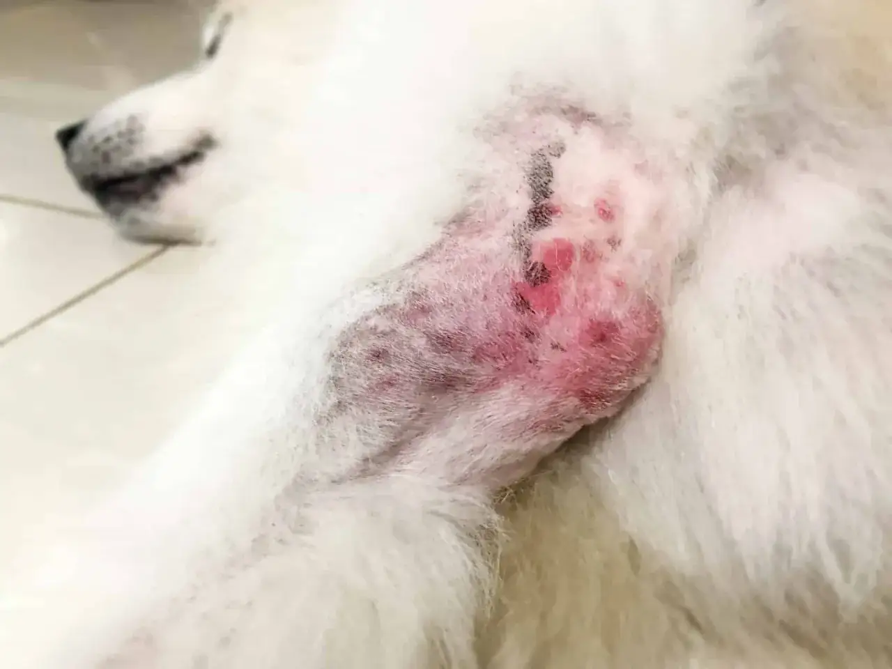 Un cane bianco con lesioni cutanee rosse e infiammate, indicative di dermatomiosite.