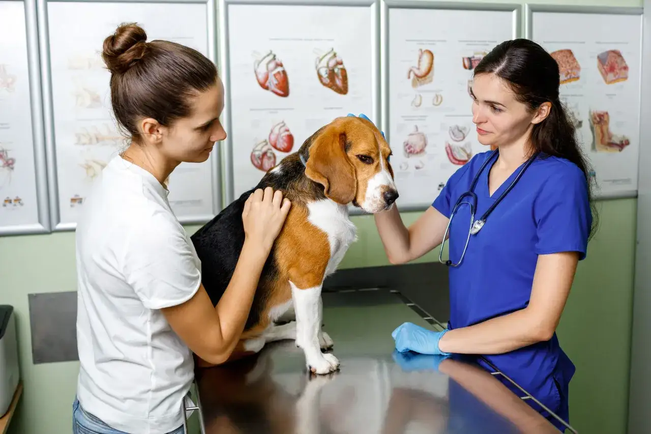 Veterinaria visita un beagle con tosse canina. Sullo sfondo, poster anatomici.