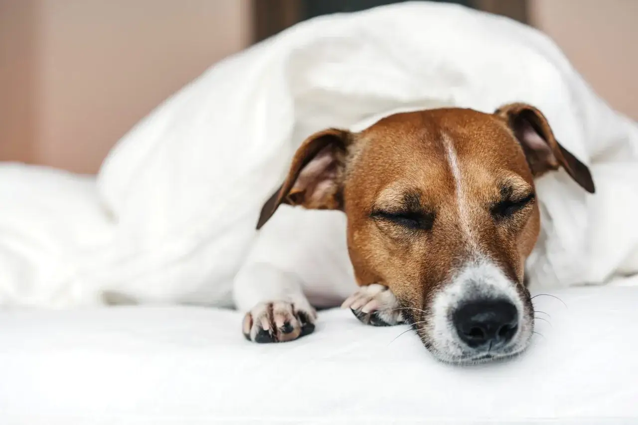 Un cane depresso sintomi: un Jack Russell dorme sotto le coperte, con le zampe incrociate, mostrando tristezza e apatia.