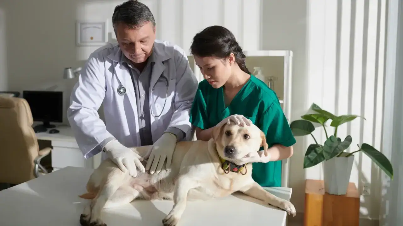 Veterinario esamina un cane per la chemioterapia. Il cane è sdraiato su un tavolo, mentre il veterinario e un assistente lo esaminano attentamente.