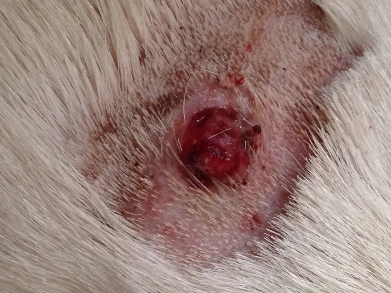 Escrescenze su un cane anziano, con la pelle arrossata e sanguinante intorno a una lesione scura.