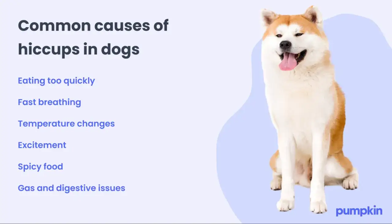 Un cane sorridente con la lingua fuori, accanto a un elenco di cause comuni di singhiozzo cane: mangiare troppo in fretta, eccitazione, cibo piccante.