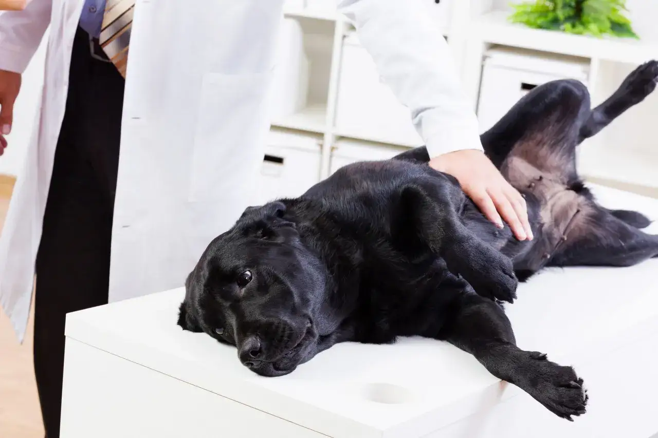 Un cane nero sdraiato su un tavolo da visita veterinaria, con un veterinario che lo accarezza. Potrebbe mostrare sintomi di leptospirosi.
