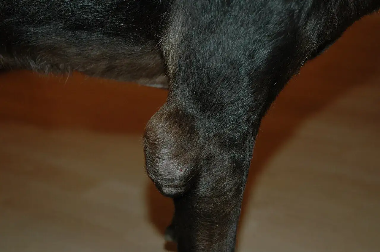 Ingrossamento visibile sulla zampa di un cane, sospetta borsite.