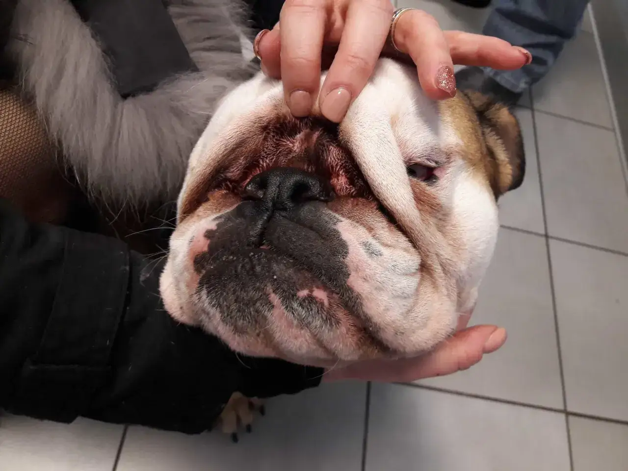 Mani che accarezzano un bulldog, forse cercando rimedi naturali per la malassezia del cane.