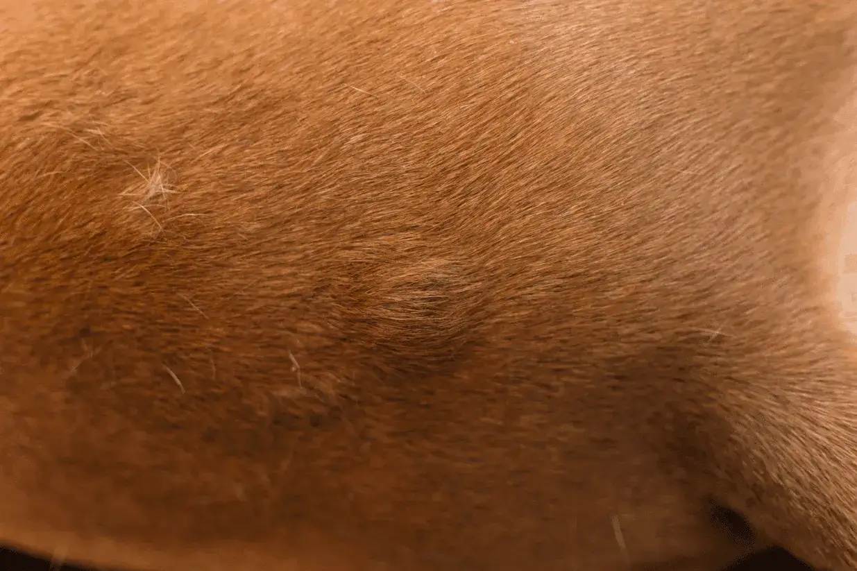 Primo piano del pelo di un cane marrone con un piccolo nodulo visibile sotto la superficie.