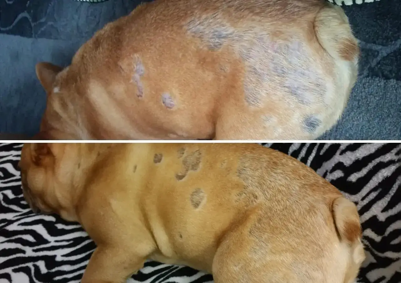 Primo piano del cane con chiazze di perdita di pelo e arrossamento, segni di inizio tigna cane. La seconda immagine mostra un miglioramento.